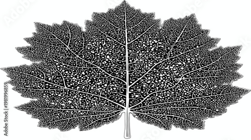 A detailed illustration of a plant leaf, highlighting the veins and the textured surface