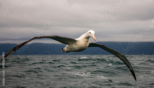 Foto Northern Royal Albatross in flight