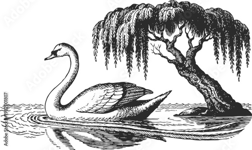 Elegant swan swimming near a willow tree by the water's edge in a detailed black and white engraving