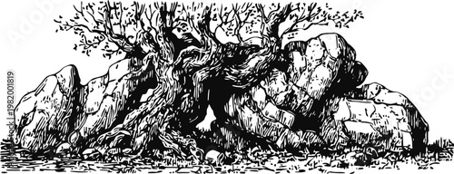 Ancient gnarled tree twisted around large rocky boulders, detailed black ink drawing
