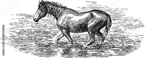 Illustration of horse walking in shallow water with detailed line art and crosshatching