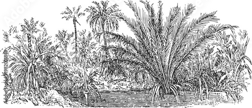 Tropical swamp landscape with dense palm trees and lush vegetation near water body
