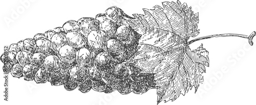 Vintage hand drawn grape cluster with leaf illustration in detailed sketch