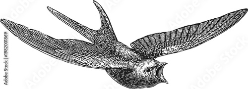 vintage illustration of a swallow bird in flight with open beak and detailed feathers