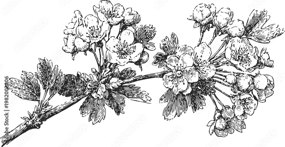 Obraz premium Vintage branch of hawthorn flowers and leaves detailed botanical illustration in black and white