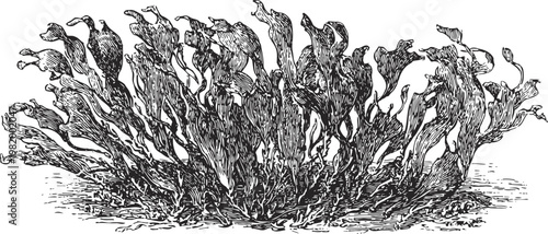 Black and white vintage illustration of kelp seaweed underwater plant detailed engraving drawing