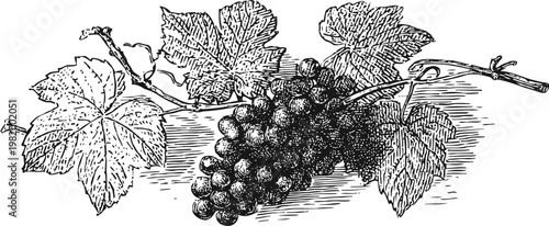 Vintage grapevine illustration with bunch of grapes and detailed leaves engraving
