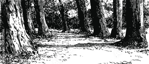 Black and white forest path illustration with tall textured trees and shaded ground