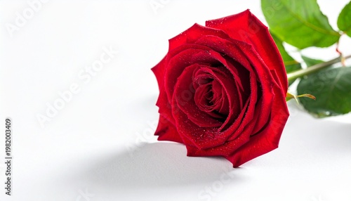 red rose isolated on white background