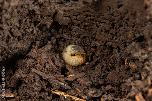 Bild auf Leinwand White grub in soil of flowerbed