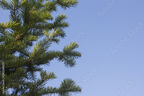 fir tree close up. Green branches of fir tree .
