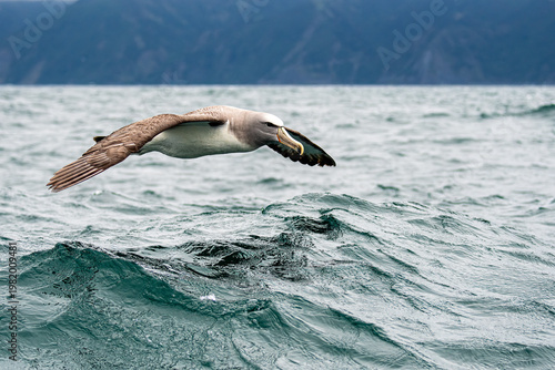 Salvin's Albatross in flight
