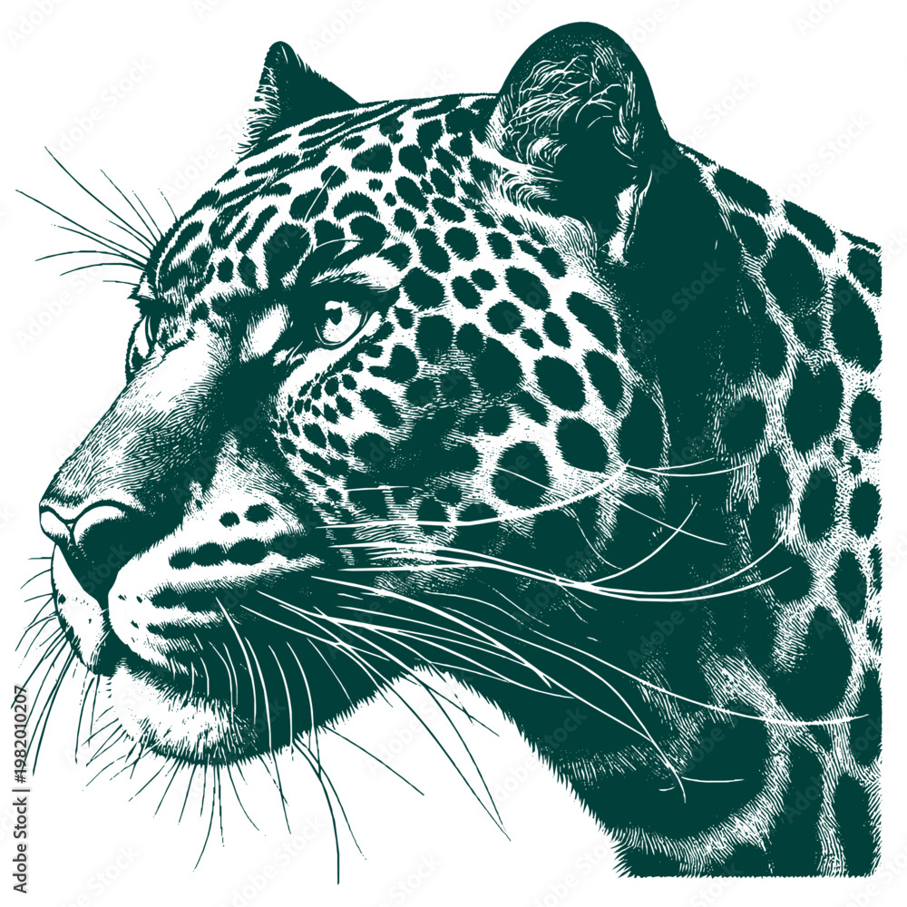 Obraz premium Panther Vector