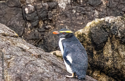 Fiordland penguin on the rocks