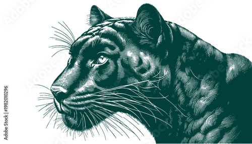 Panther Vector