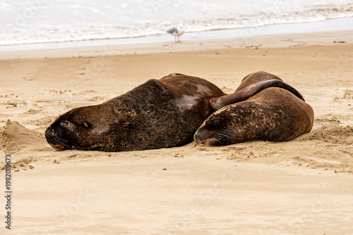 Possessive male sealion