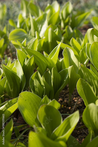 close up Green leaves of hosta.