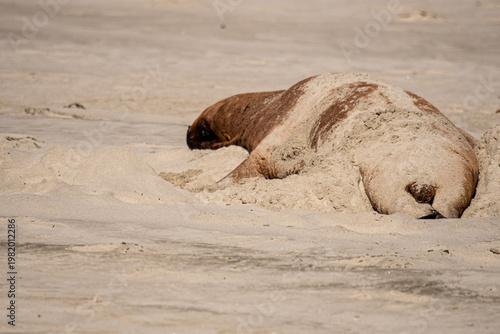 Young elephant seal hiding from the sun