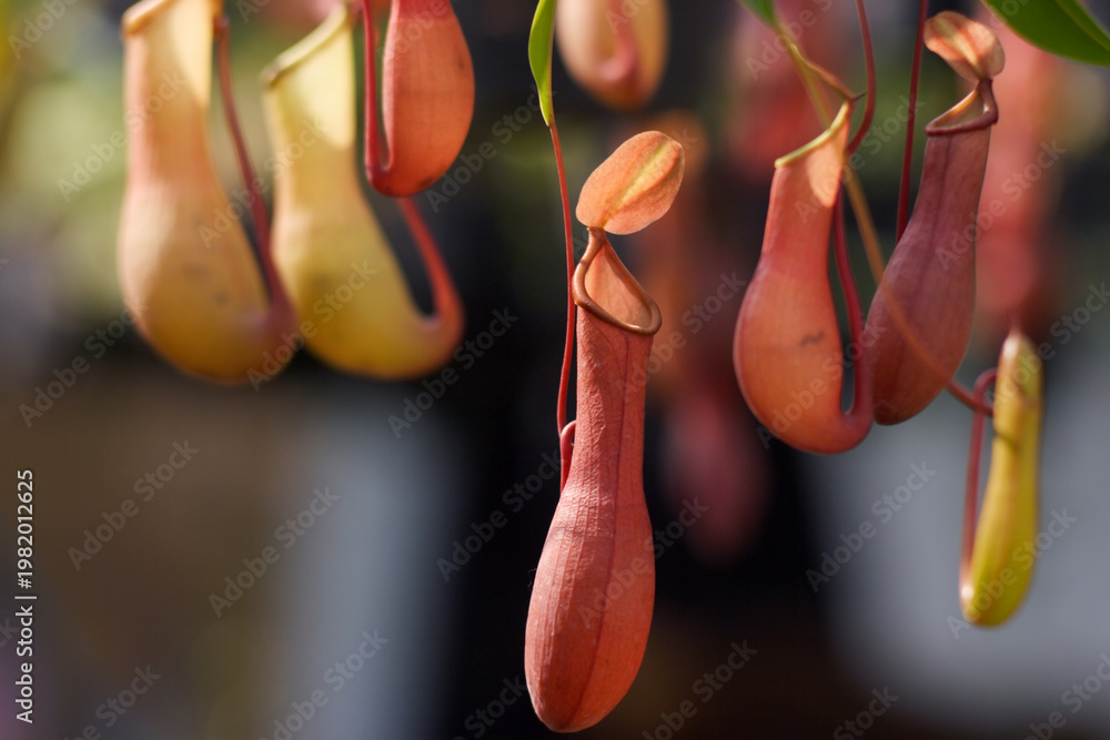 Fototapeta premium Vibrant Pitcher Plants Hanging in Greenery Background