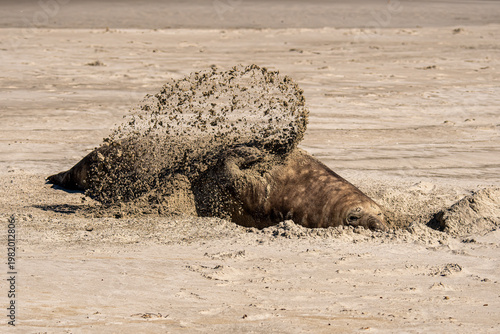 Young elephant seal on the beach