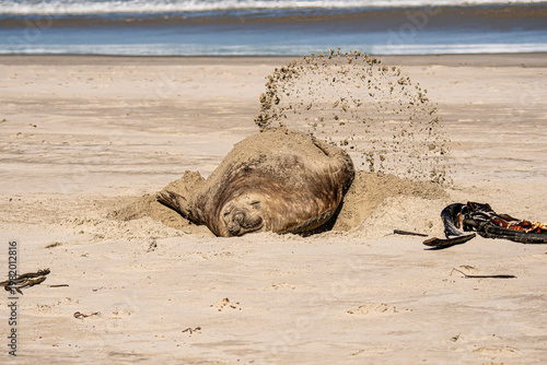 Contented elephant seal on the beach  applying suncream