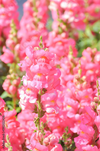 Antirrhinum majus Early Potomac Pink, Potomac Pink Snapdragon or Pink Snapdragon or Antirrhinum majus or Plantaginaceae or Snapdragon or pink flower