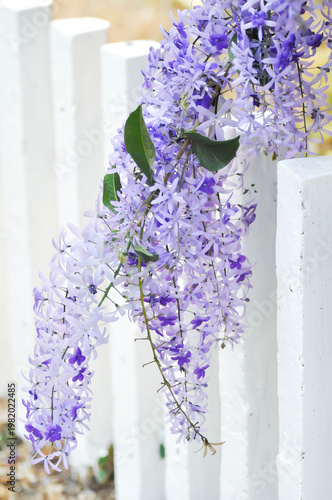 Sandpaper vine, Purple wreath or Queens wreath or purple flower