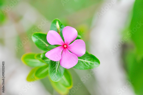 Catharanthus roseus G Don ,APOCYNACEAE or Madagascar periwinkle or Vinca or Old maid or pink flower
