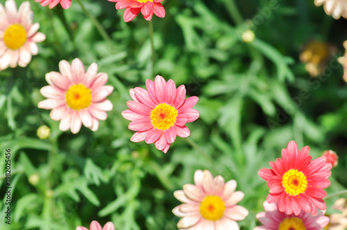 argyranthemum madeira, Argyranthemum Madeira Red or  Marguerite Daisy or Paris Daisy or red daisy or Red paris Daisy or argyranthemum frutescens or red flower