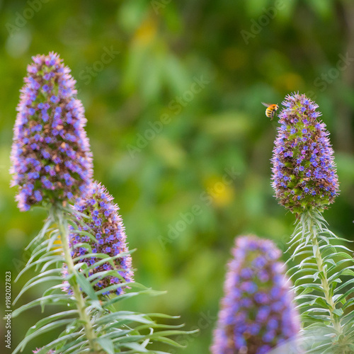 Bee Flying Towards Purple Flower with Green Background