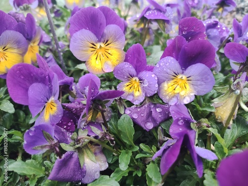 Regentropfen auf Hornveilchenblüten 