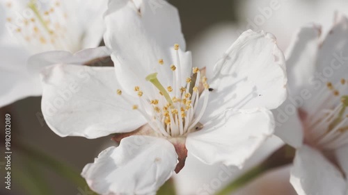 Close-up of Beautiful Pink Cherry Blossoms in Full Bloom Under Spring Sunlight