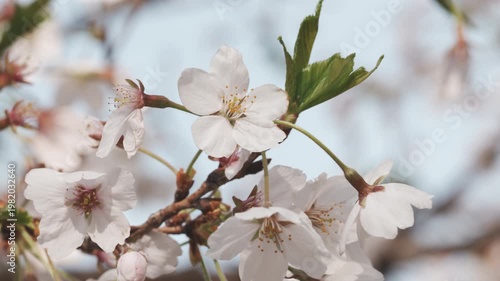 Natural Background Featuring Fresh Pink Cherry Blossoms and Soft Lighting