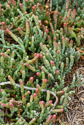 beaded samphire, bead weed, beaded glasswort or glasswort (Salicornia quinqueflora or Sarcocornia quinqueflora)