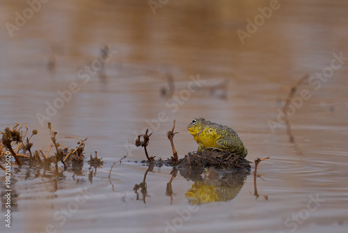 фотографія African bullfrog (Pyxicephalus adspersus) in a shallow pool of water created by