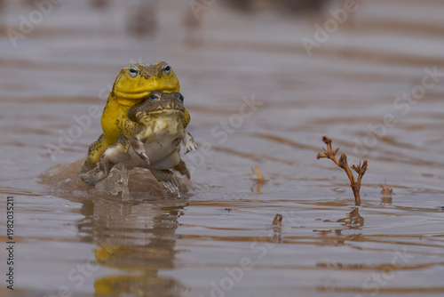 Fotografie Male African Bullfrog (Pyxicephalus adspersus) mating with a part submerged fema