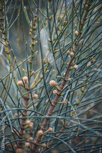 drooping Sheoak (Allocasuarina verticillata)