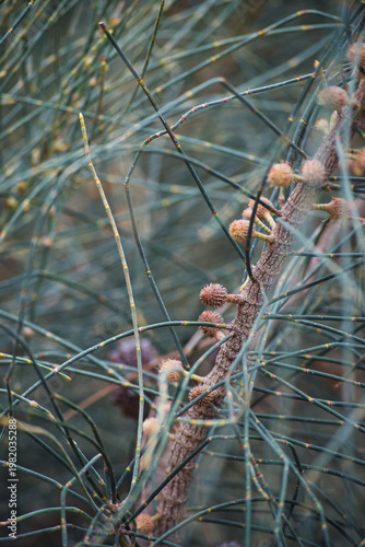 drooping Sheoak (Allocasuarina verticillata)