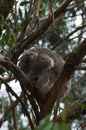 Koala dozing in eucalyptus tree