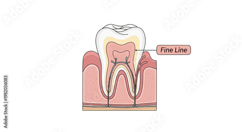 Cross Section of a Healthy Tooth Icon for Anatomy and Wellness Education. transparent.