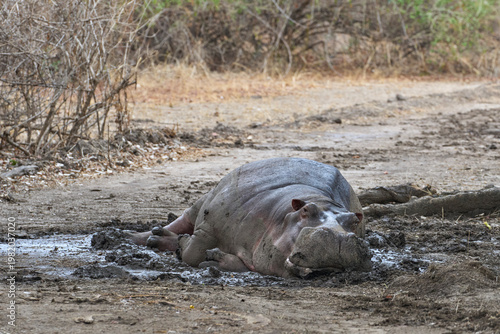 Lone Hippopotamus (Hippopotamus amphibius) in a wooded area in South Luangwa National Park, Zambia