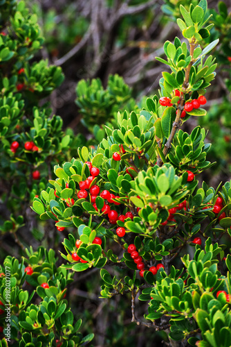 Photos sea box or dysentery bush (Alyxia buxifolia)