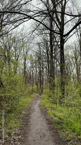 Australian shepherd walking along a narrow forest trail surrounded by tall trees and soft sunlight. Calm outdoor scene with natural movement and peaceful atmosphere