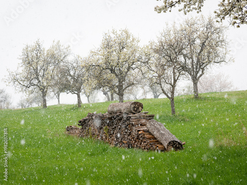Canvas Print Unexpected late spring snowfall