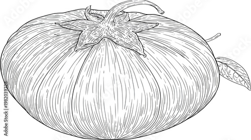 Detailed black and white line art of a tomato, with stem and leaf, simple, clear