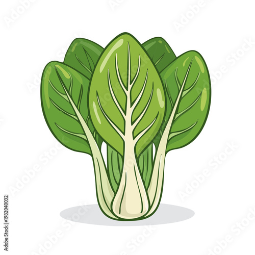 Fresh Bok Choy Bunch Green Leafy Vegetable Illustration Isolated on White