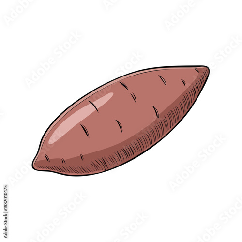 Hand-drawn illustration of a single, ripe sweet potato with textured skin