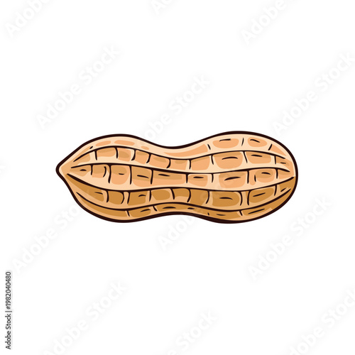 Detailed illustration of a single whole peanut in its shell with visible texture and segments