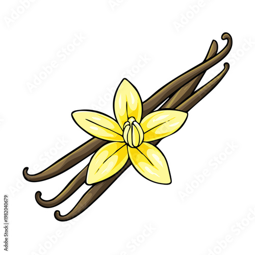 A vibrant yellow vanilla orchid flower rests on brown vanilla bean pods illustration