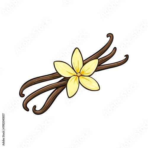 Aromatic vanilla bean pods and delicate yellow vanilla orchid flower with brown stems on a white background